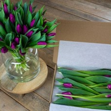 Letterbox Purple Tulips
