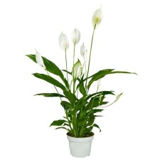 Peace Lily | Spathiphyllum
