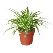 Grass Lily | Spider Plant | Chlorophytum