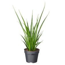 Woman'S Tongue | Sanseveria Kirki Friends