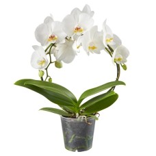 Arch Orchid | Phalaenopsis