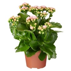 Kalanchoe | Blossfeldiana