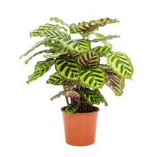 Calathea Makoyana H70 P17