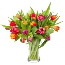 Mixed tulips
