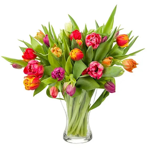 Mixed tulips