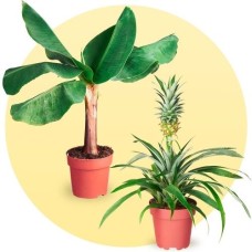 Calathea lancifolia