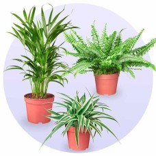 Calathea Compactstar