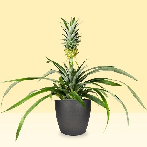 Pineapple plant