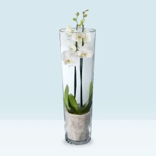 White Butterfly Orchid + vase
