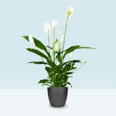White orchid