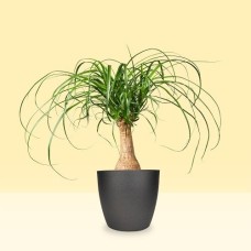 Tropical Plant Bundle