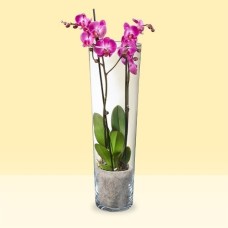 Green Heart Plant Bundle
