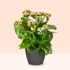 Spider plant | Chlorophytum