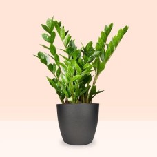 Woman's tongue | Sansevieria Kirkii