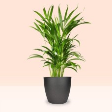 Pineapple plant | Bromeliad