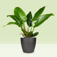 Blue fern | Phlebodium Blue Star (M)