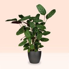 Banana plant | Musa Calendiva