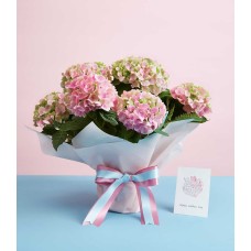Hydrangea marc. "magical revolution" pink
