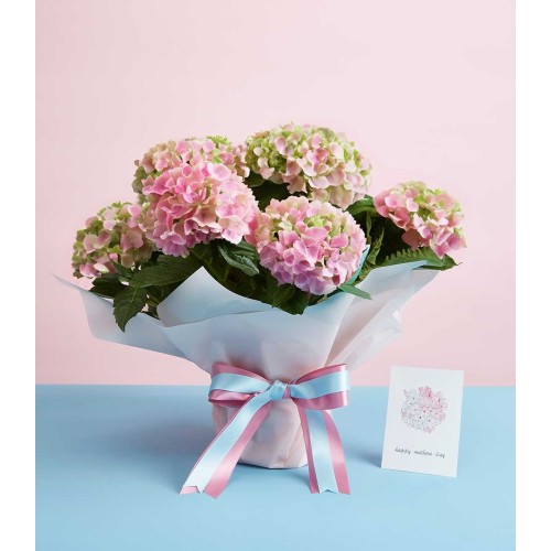 Hydrangea marc. 