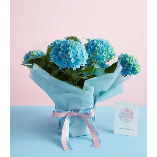 Hydrangea marc. 
