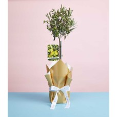 Italian Olive Plant Gift