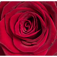 Rose: red