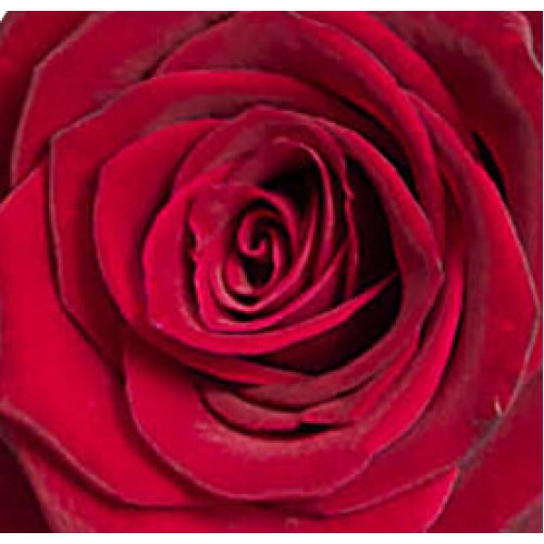 Rose: red
