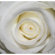 Rose: white