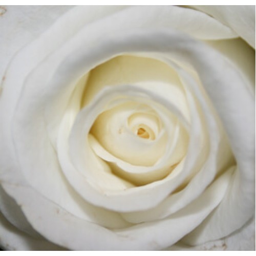 Rose: white