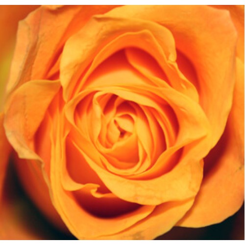 Rose: orange