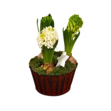 Triple hyacinth