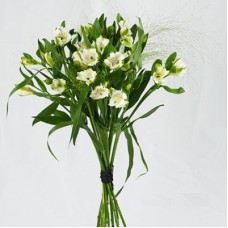 Send bouquet Alstromeria as blombud