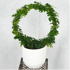 Send ge flower with pot blombud