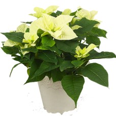 White poinsettia