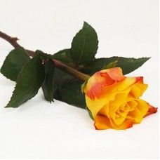 Hand bouquet med en orange ros