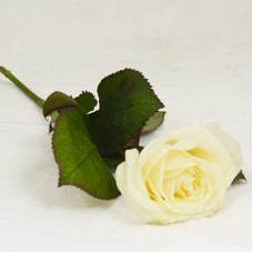 Funeral hand flower with a white rose -1