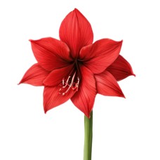 Amaryllis - red