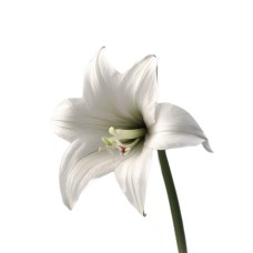 Amaryllis - white