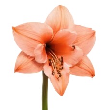 Amaryllis - apricot