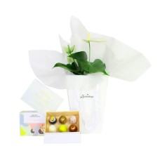 Beautiful Flowers And Chocolate Gift