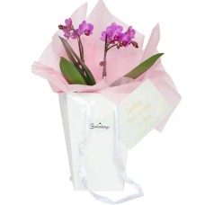 Pink Orchid Flower Gift