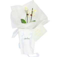 White Orchid Flower Gift