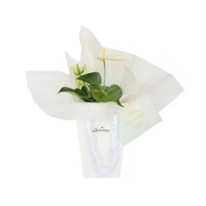 Flowers Gift in White