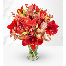 Amaryllis Allure (Standard)