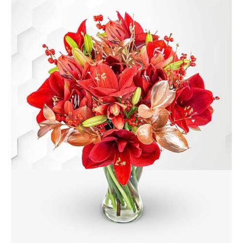 Amaryllis Allure (Standard)