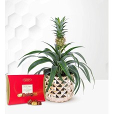 Golden Pineapple Plant with Chocolates