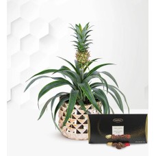 Golden Pineapple with Luxury Chocs