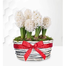 Winter Hyacinth Basket