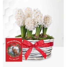 Winter Hyacinth Basket with Card