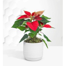 Festive Ponsettia